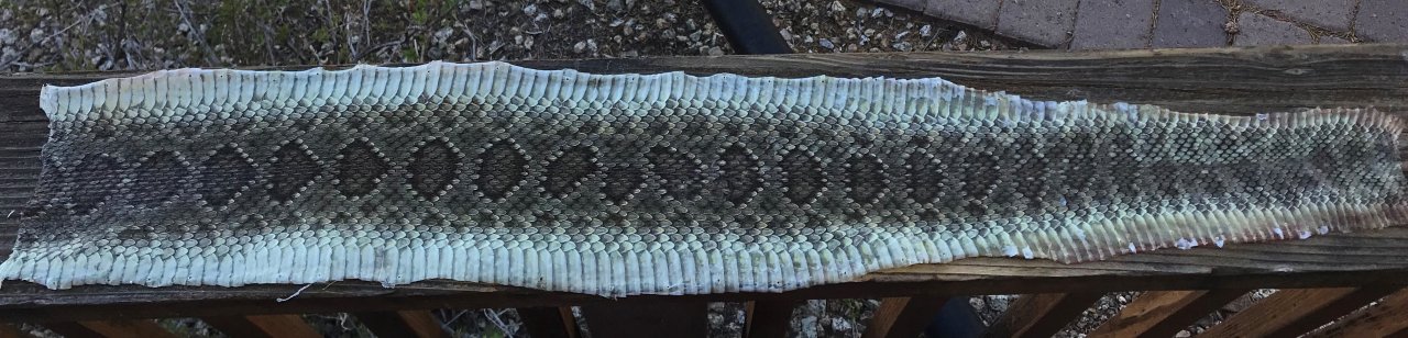 Rattlesnake Skins How To | The Muzzleloading Forum