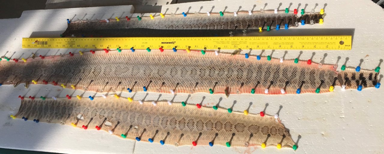 Rattlesnake Skins How To | The Muzzleloading Forum