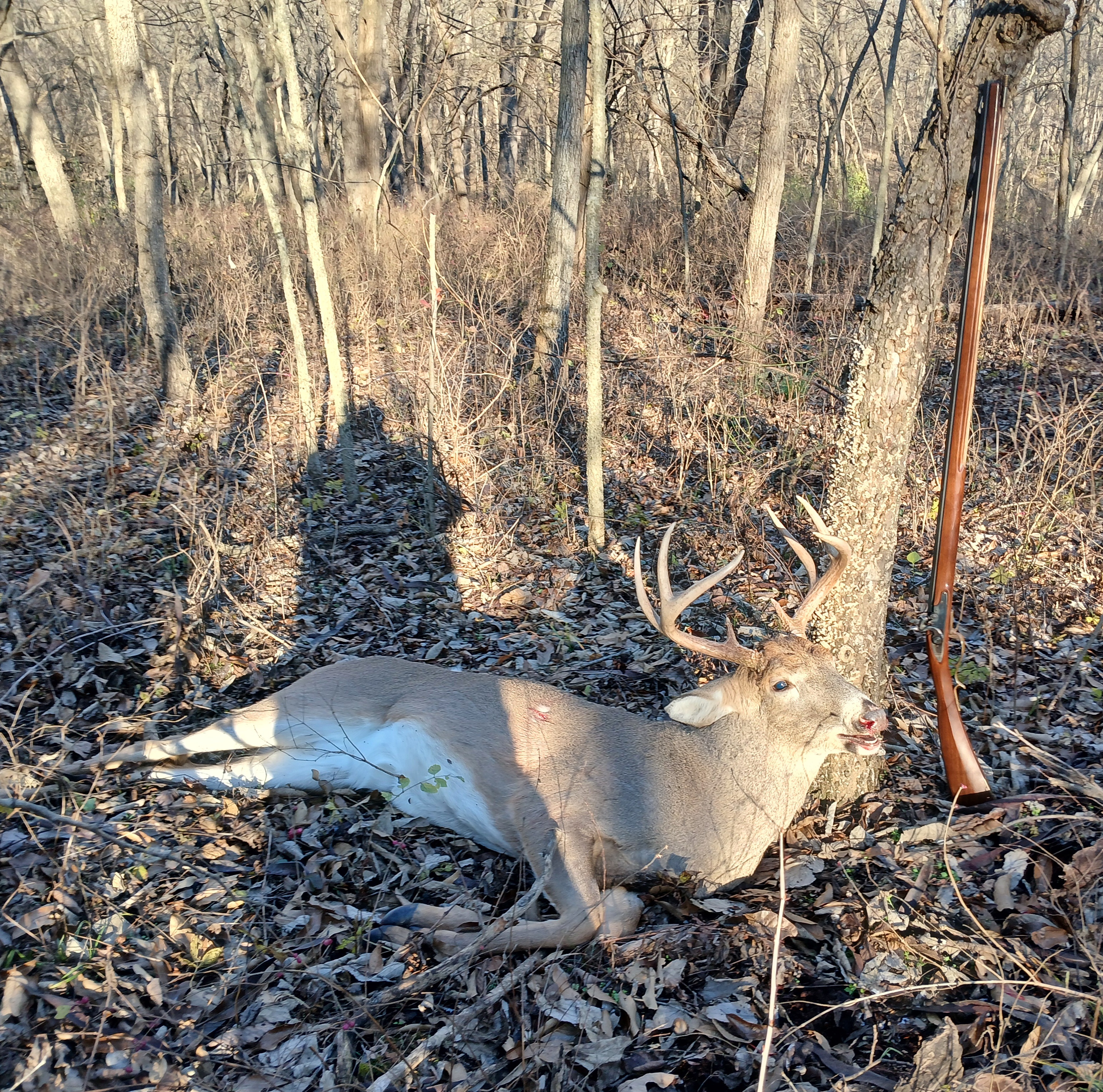 Pedersoli Blue Ridge Rifle Buck | The Muzzleloading Forum