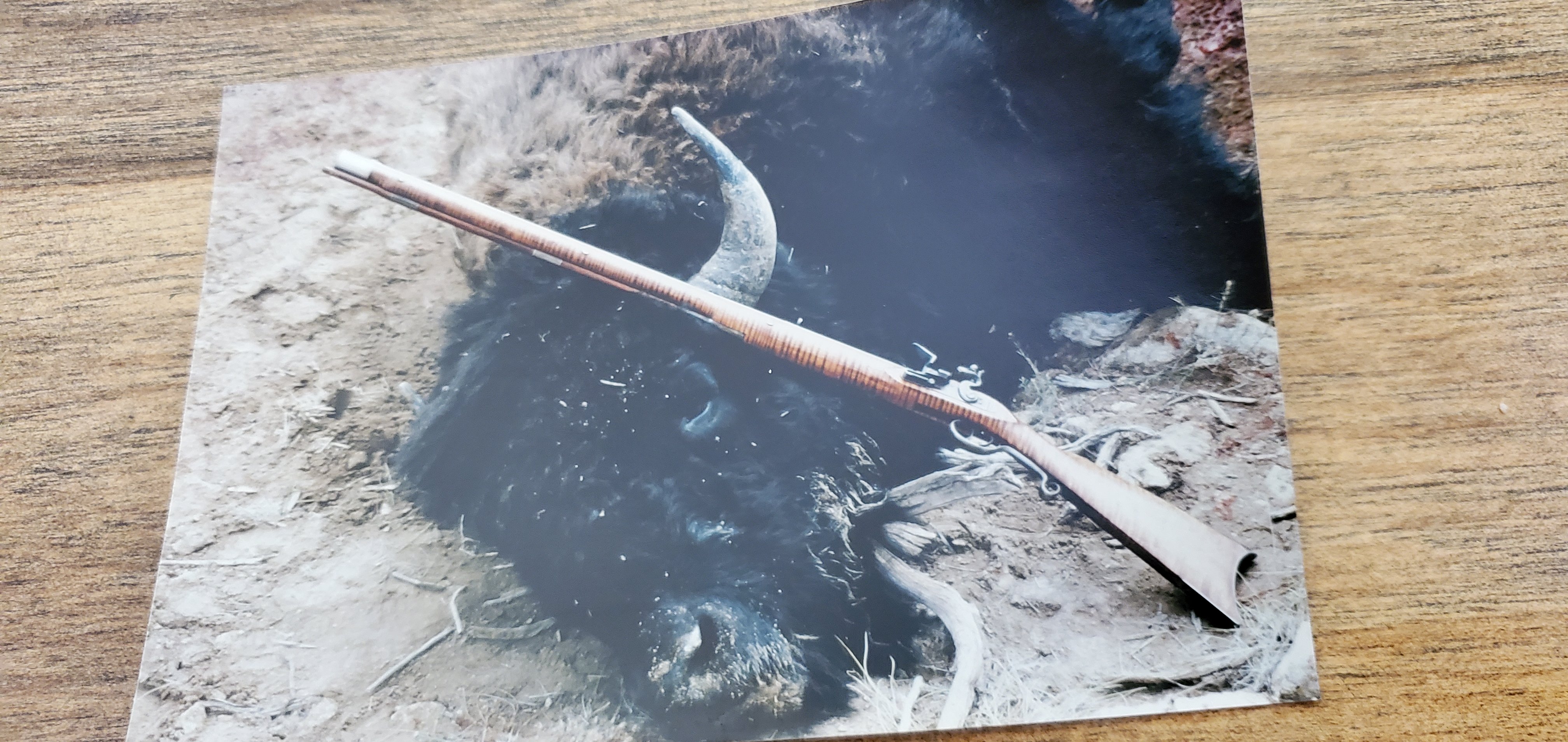 Free Roaming Mountain Buffalo | The Muzzleloading Forum