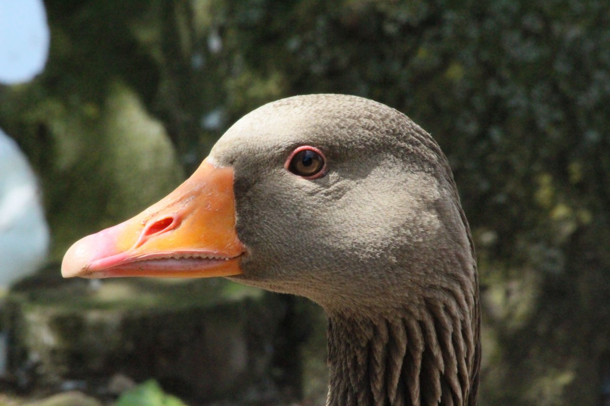 Goose down! | The Muzzleloading Forum